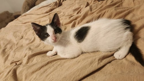 DOMINO - Turkish Van / Domestic Short Hair available for adoption