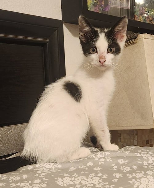 DOMINO - Turkish Van / Domestic Short Hair available for adoption