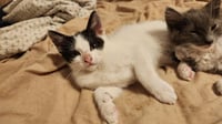 Domino - Photo 3