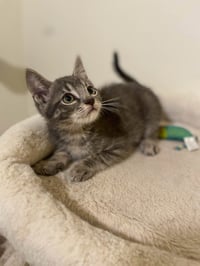 Micah - Photo 3