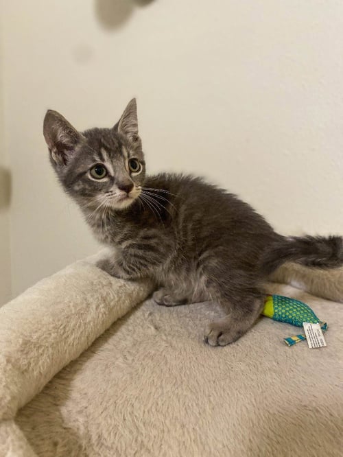 MICAH - Domestic Short Hair available for adoption