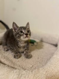 Micah - Photo 1