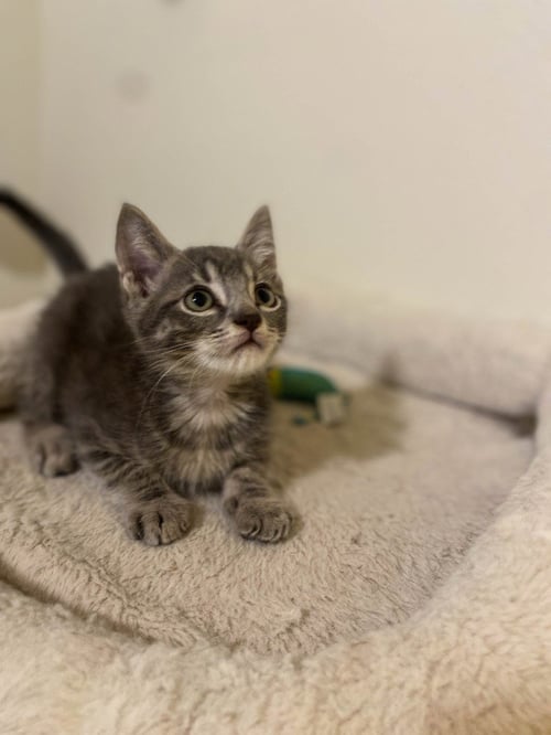 MICAH - Domestic Short Hair available for adoption