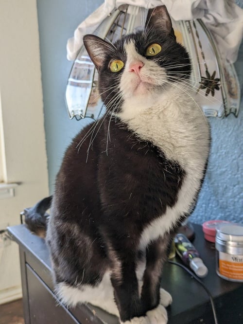 MOOCHI - Domestic Short Hair available for adoption