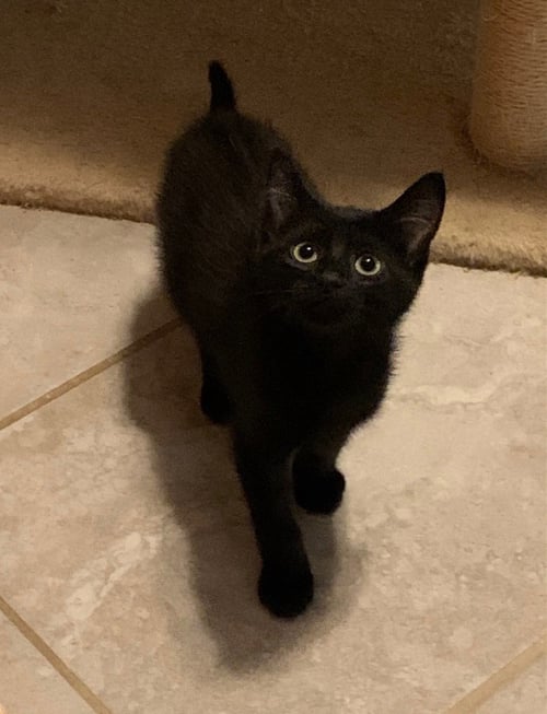 HOT GIRL DINNER - Domestic Short Hair available for adoption