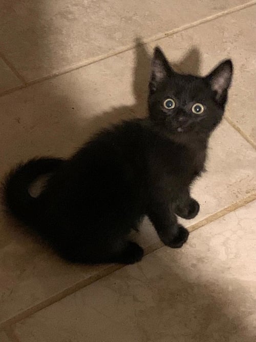 HOT GIRL DINNER - Domestic Short Hair available for adoption