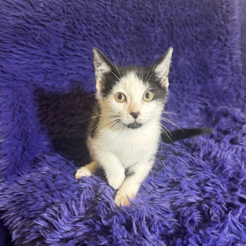 BOY DAISY - Domestic Short Hair for adoption in San Antonio