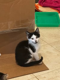 Boy Daisy - Photo 3