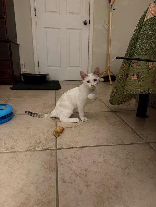 WYNTER SNOW - Siamese available for adoption