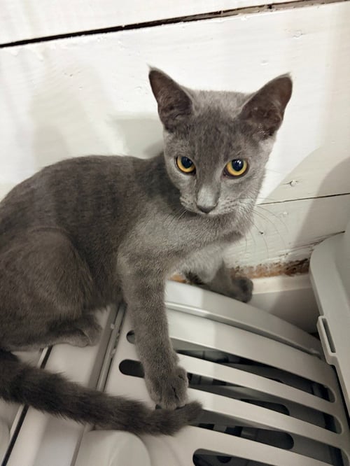 SAM - Domestic Short Hair available for adoption