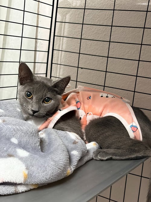 SAM - Domestic Short Hair available for adoption
