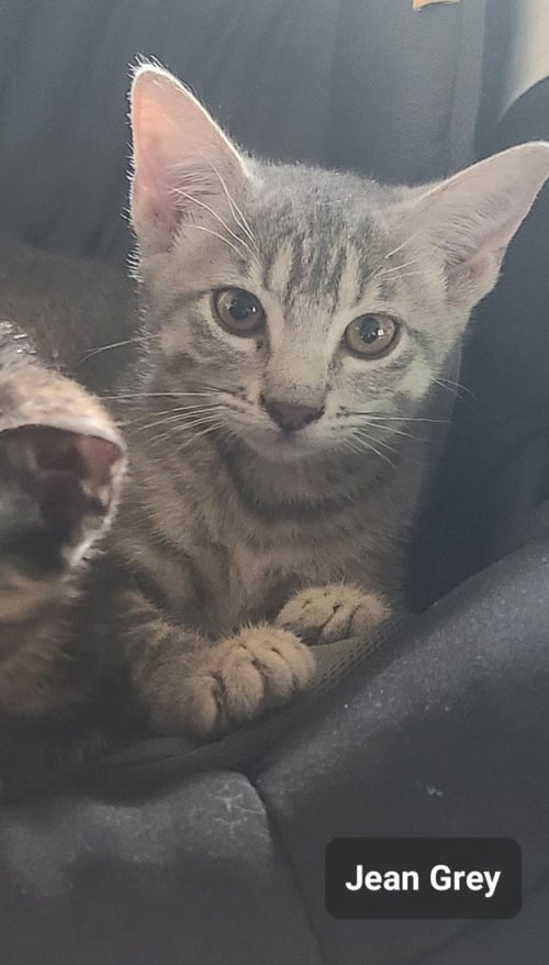 JEAN GRAY - Tabby available for adoption