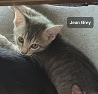 Jean Gray - Photo 3