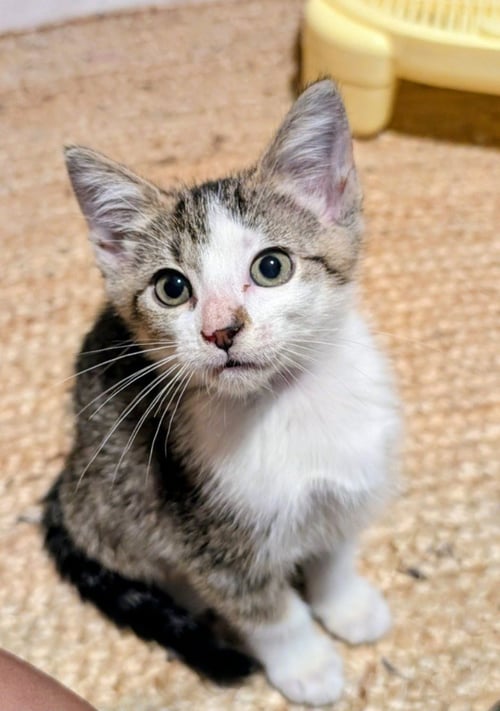 JAMESON - Domestic Short Hair available for adoption