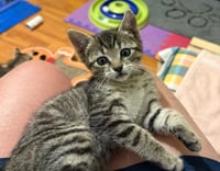 Milo - Photo 1