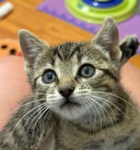 Milo - Photo 3