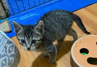 Milo - Photo 4