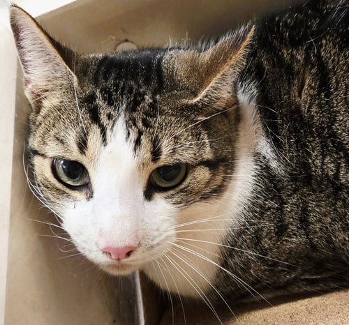 BOOGIE - Tabby for adoption in San Antonio