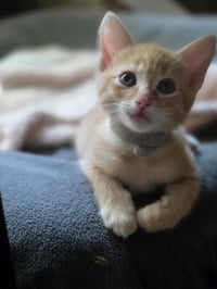 Cheeto - Photo 1
