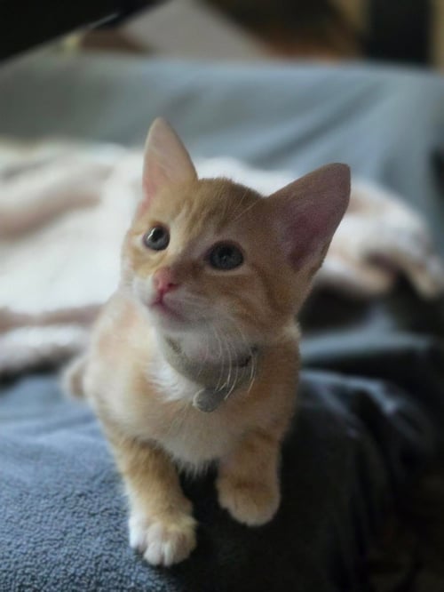 CHEETO - Tabby available for adoption
