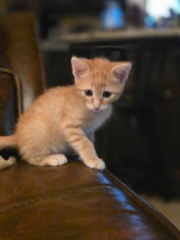 Cheeto - Photo 3