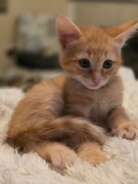 Cheeto - Photo 4