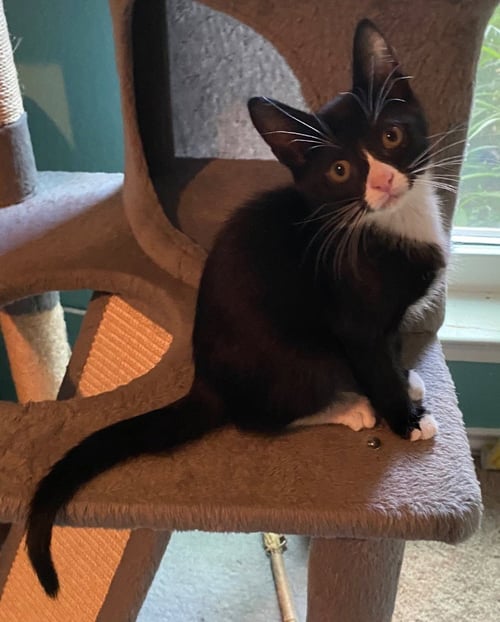 OREO - Domestic Short Hair available for adoption