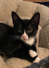 Oreo - Photo 2