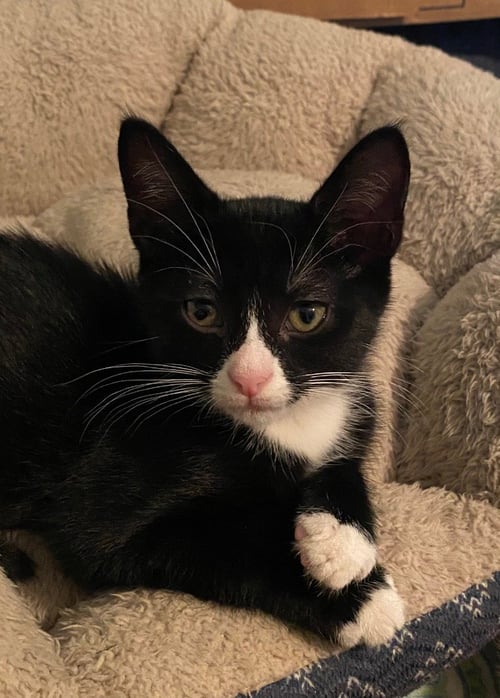 OREO - Domestic Short Hair available for adoption