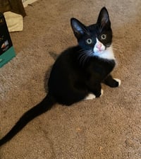 Oreo - Photo 3