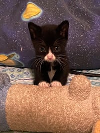 Oreo - Photo 4