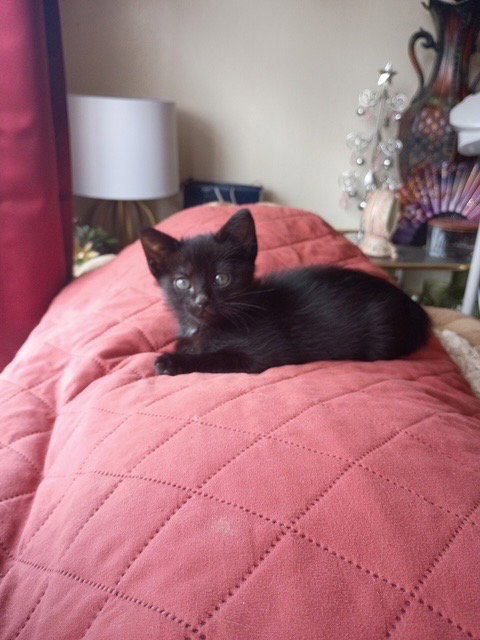 JINXY - Domestic Short Hair available for adoption