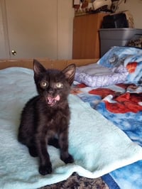 Jinxy - Photo 2