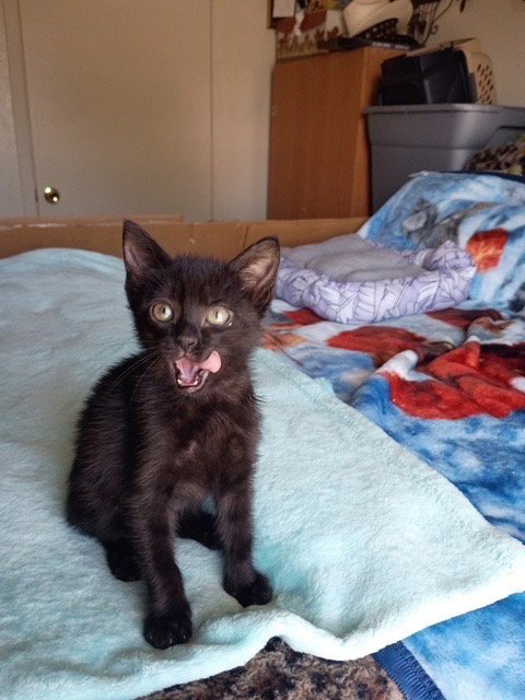 JINXY - Domestic Short Hair available for adoption