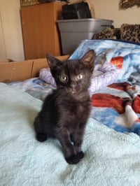 Jinxy - Photo 3