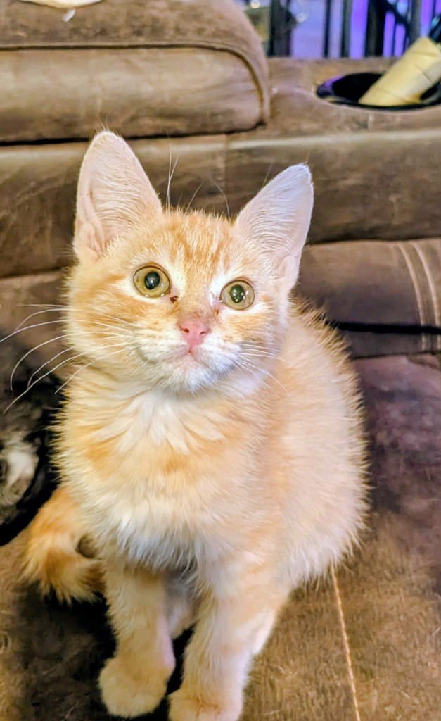 ELOTE - Domestic Short Hair available for adoption