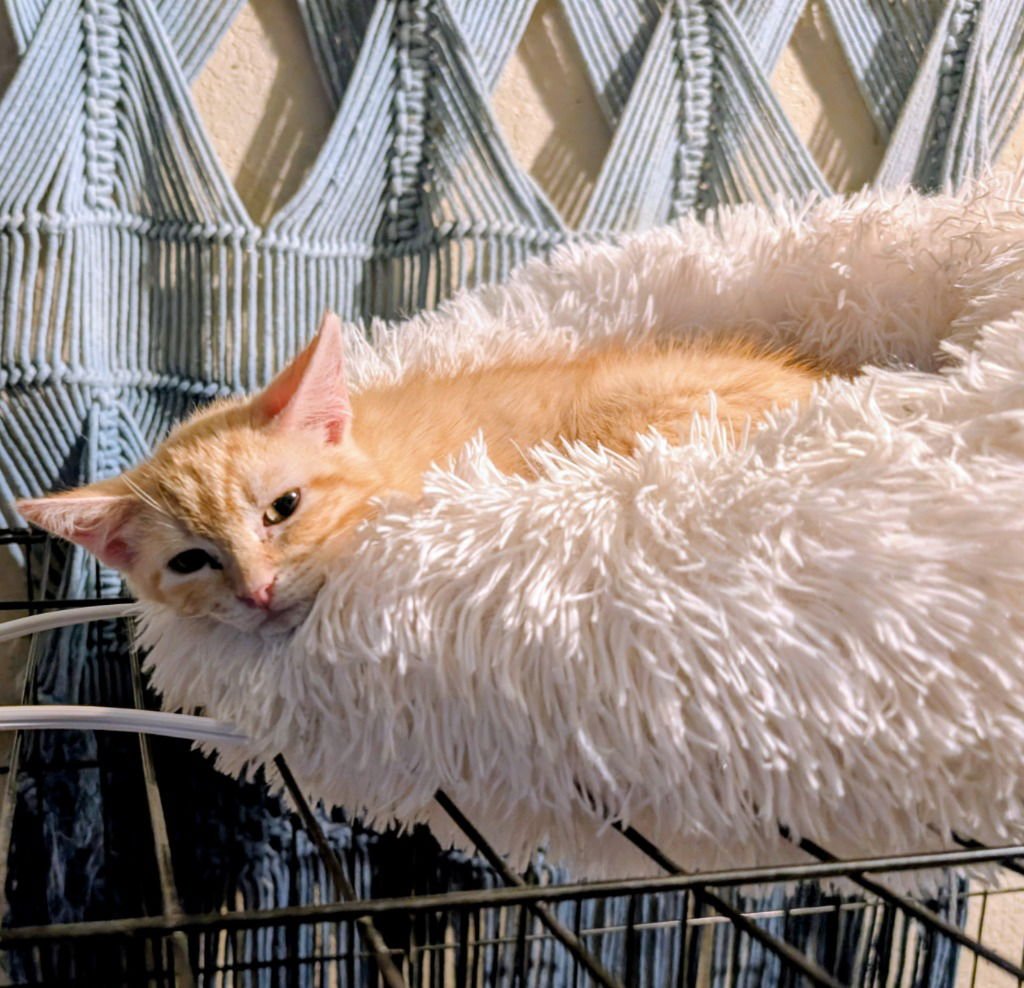 ELOTE - Domestic Short Hair available for adoption