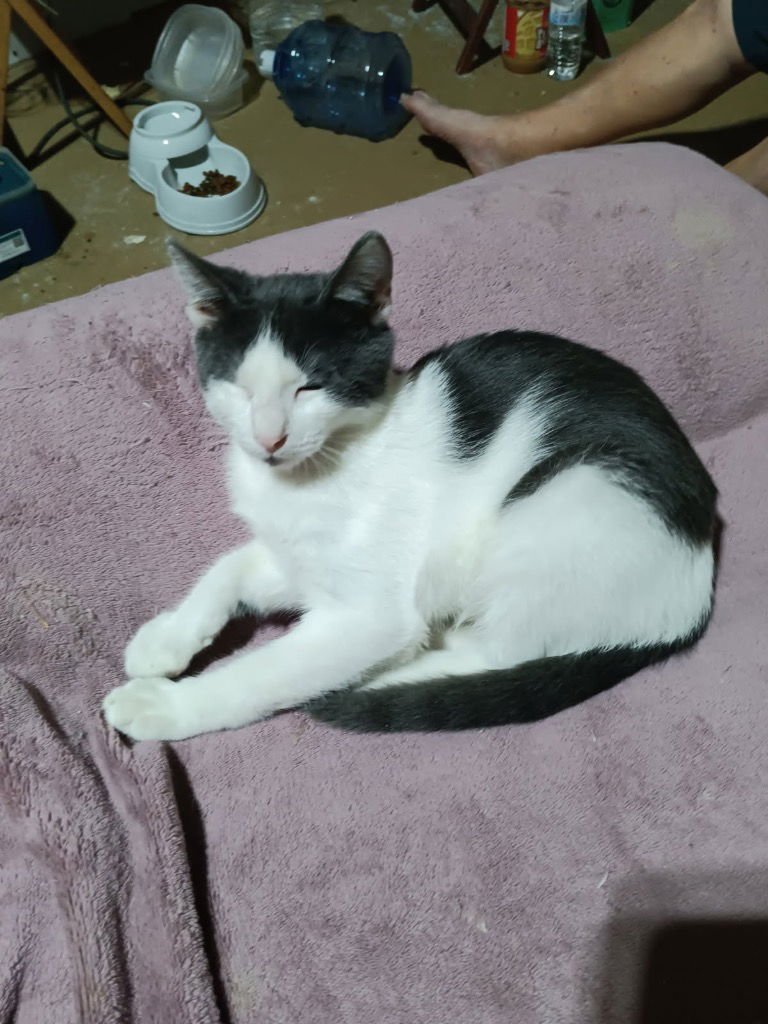 MAX - Domestic Short Hair available for adoption