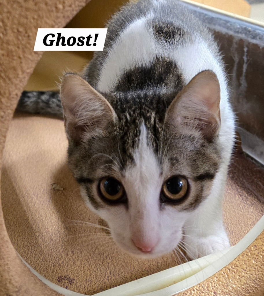 GHAST - Domestic Short Hair available for adoption