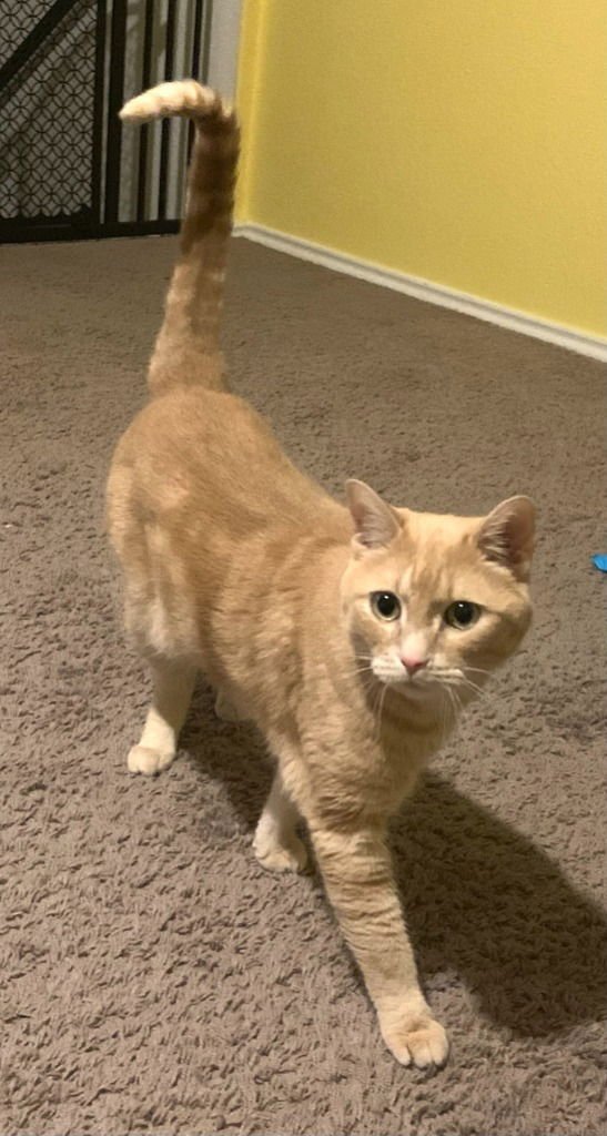 ZUKO (CL) - Tabby available for adoption