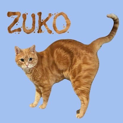 ZUKO (CL) - Tabby available for adoption