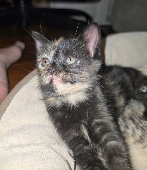 AMIGA - Domestic Short Hair available for adoption