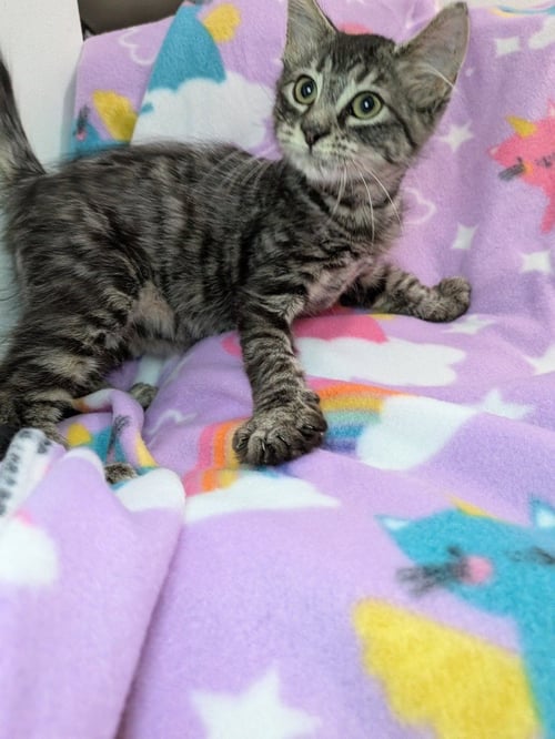 SHAG CARPET - Domestic Long Hair available for adoption