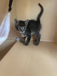 Catra - Photo 3