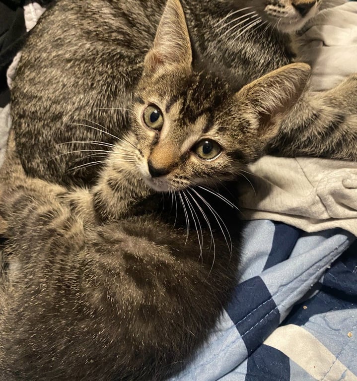 Catra Image