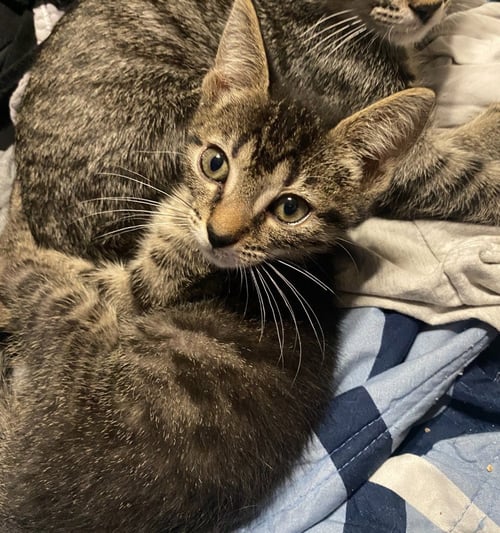 CATRA - Domestic Short Hair available for adoption