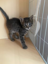 Catra - Photo 2