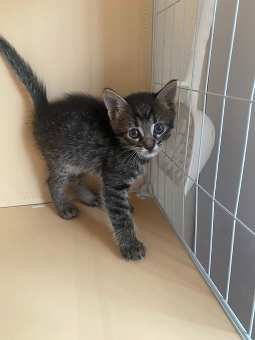 CATRA - Domestic Short Hair available for adoption
