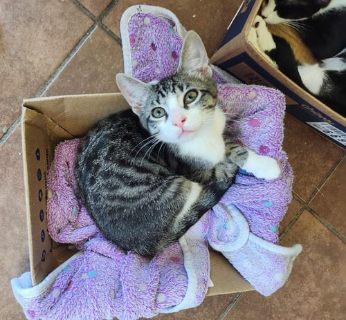 TIMMY TURNIP - Tabby available for adoption