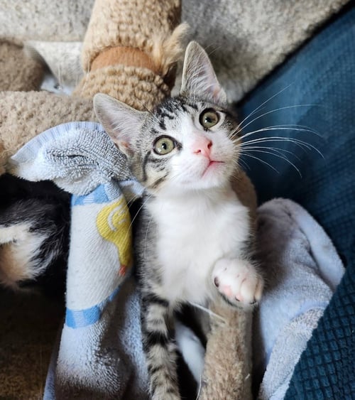 TIMMY TURNIP - Tabby available for adoption